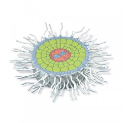 Absorptiezone Wortel Model