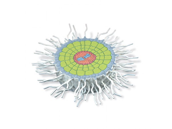 Absorptiezone Wortel Model