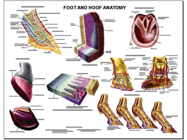 Paard, voet en hoef anatomie