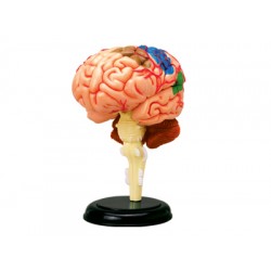 4D Hersenen Model, 32-delig, 9 cm 4D Hersenen Model, 32-delig, 9 cm