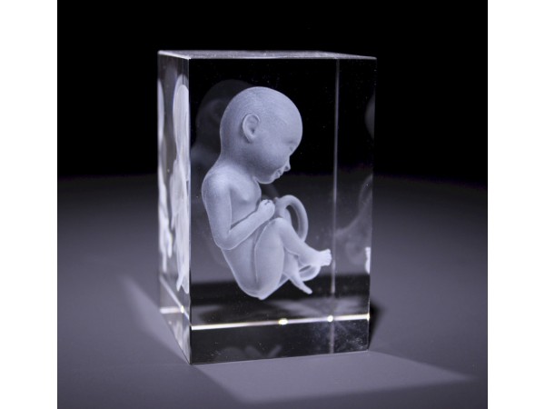 Anatomie Glasblok Foetus