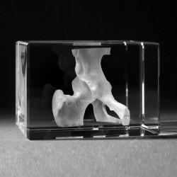 Anatomie Glasblok Heup