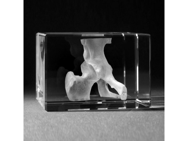 Anatomie Glasblok Heup