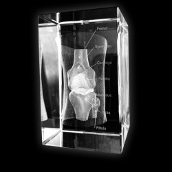 Anatomie Glasblok Knie Anatomie Glasblok Knie