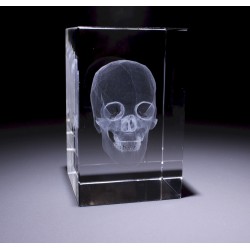 Anatomie Glasblok Schedel Anatomie Glasblok Schedel