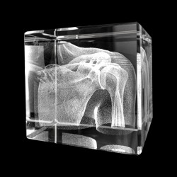 Anatomie Glasblok Schouder Anatomie Glasblok Schouder
