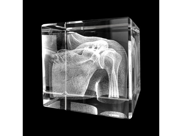 Anatomie Glasblok Schouder