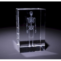 Anatomie Glasblok Skelet Anatomie Glasblok Skelet