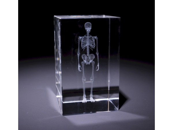 Anatomie Glasblok Skelet