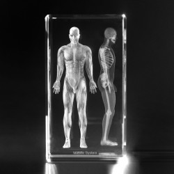Anatomie Glasblok Spierstelsel Anatomie Glasblok Spierstelsel