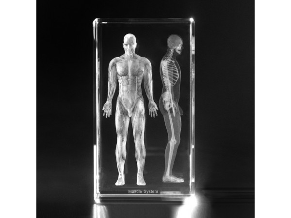 Anatomie Glasblok Spierstelsel