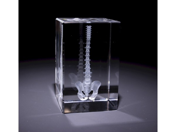 Anatomie Glasblok Wervelkolom