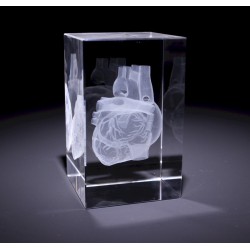 Anatomie Glasblok Hart