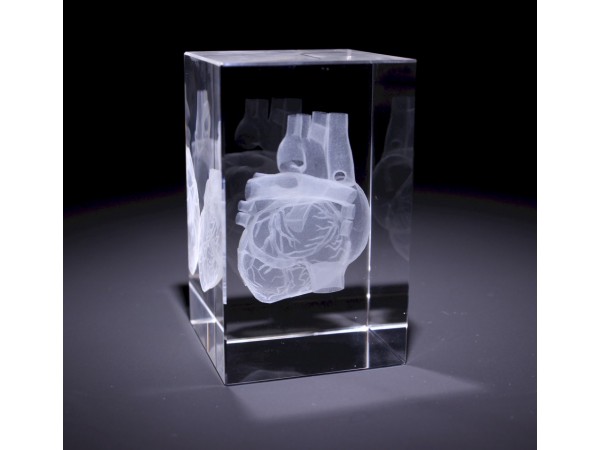 Anatomie Glasblok Hart