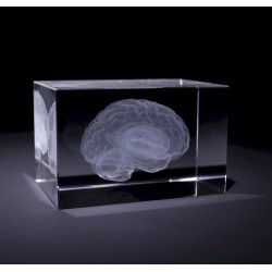 Anatomie Glasblok Hersenen Anatomie Glasblok Hersenen