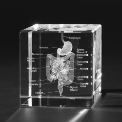 Anatomie Glasblok Spijsverteringsstelsel Anatomie Glasblok Spijsverteringsstelsel