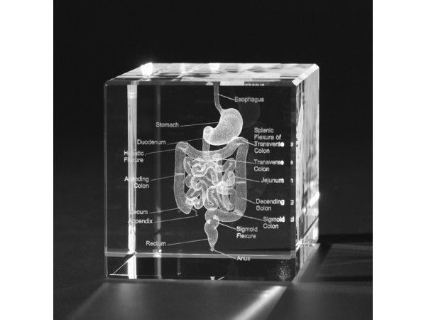 Anatomie Glasblok Spijsverteringsstelsel Anatomie Glasblok Spijsverteringsstelsel