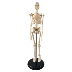 Mini Skelet Model 42 cm