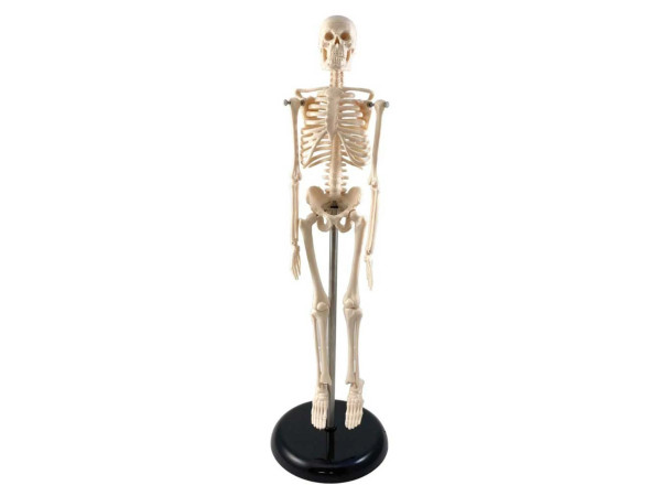 Mini Skelet Model 42 cm