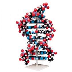 DNA Model (10-laags)