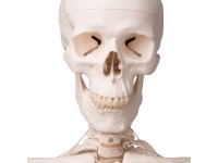 Skeletmodel met Ligamenten