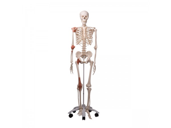 Skeletmodel met Ligamenten