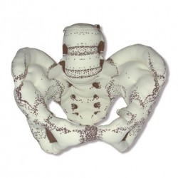 Bekkenmodel van stof