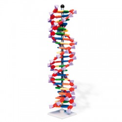 DNA Model Dubbele Helix (22-delig)