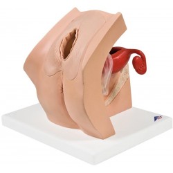 Anticonceptie Trainer Vrouw Anticonceptie Trainer Vrouw