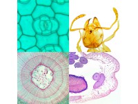 Biologie Microscoop Preparaten Set (35 stuks)