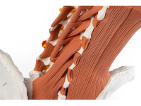 Mannelijk Bekkenmodel met Lendenwervels en Spieren