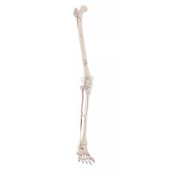 Beenskelet met spieraanduiding, zonder bekken