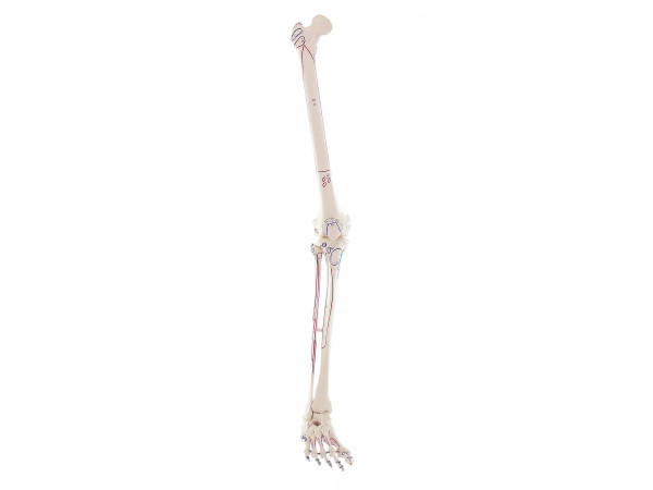 Beenskelet met spieraanduiding, zonder bekken