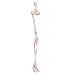 Beenskelet met flexibele voet en spieraanduiding
