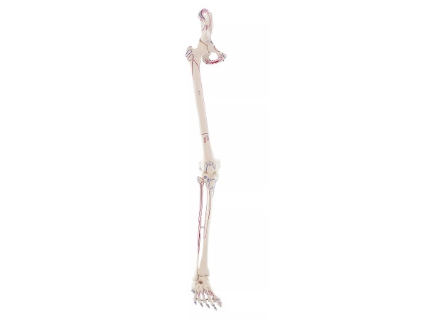 Beenskelet met flexibele voet en spieraanduiding