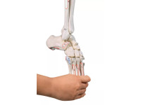 Beenskelet met flexibele voet en spieraanduiding
