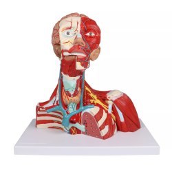 Hoofd-, Hals- en Borstspieren Model, 2-delig