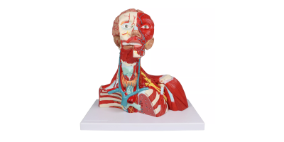 Hoofd-, Hals- en Borstspieren Model, 2-delig