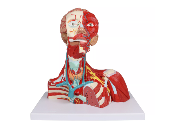 Hoofd-, Hals- en Borstspieren Model, 2-delig Hoofd-, Hals- en Borstspieren Model, 2-delig