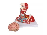 Hoofd-, Hals- en Borstspieren Model, 2-delig Hoofd-, Hals- en Borstspieren Model, 2-delig