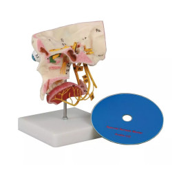 Anatomie Model Schedel Zintuigen en Zenuwen