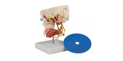 Anatomie Model Schedel Zintuigen en Zenuwen