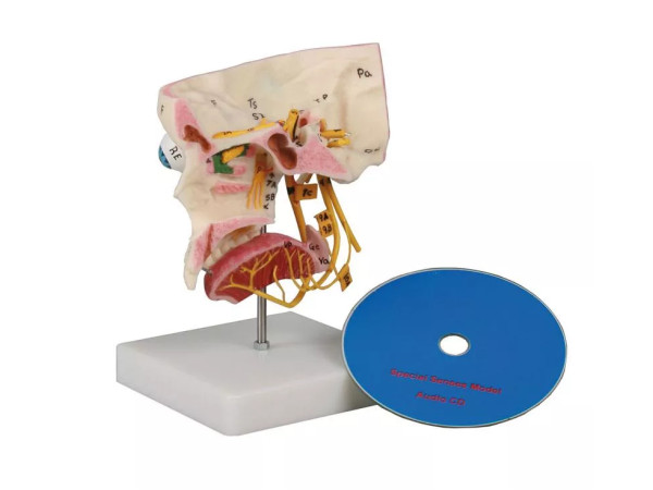 Anatomie Model Schedel Zintuigen en Zenuwen