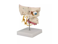 Anatomie Model Schedel Zintuigen en Zenuwen