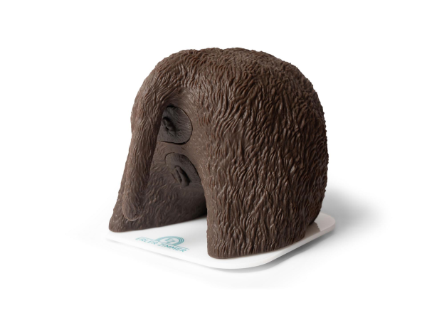 Katheterisatie Simulator Teef Cathy Katheterisatie Simulator Teef Cathy