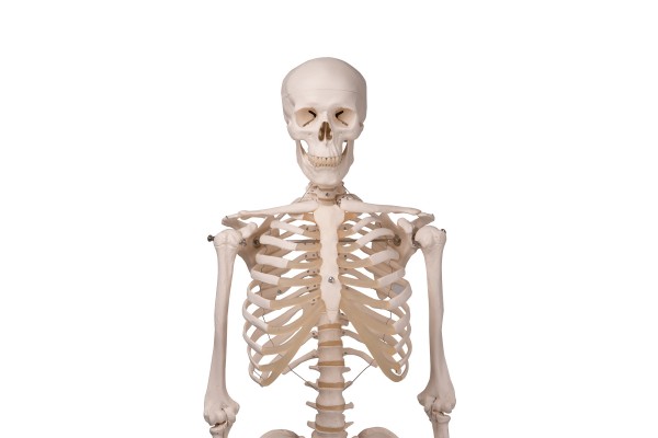 pomp achterstalligheid gevogelte Anatomisch Model Skelet - Anatomieshop.nl