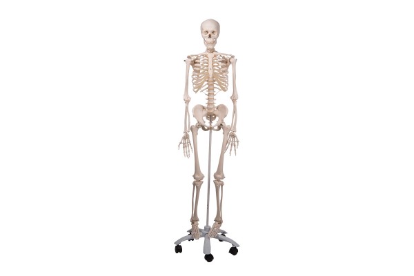 Gehele skeletten
