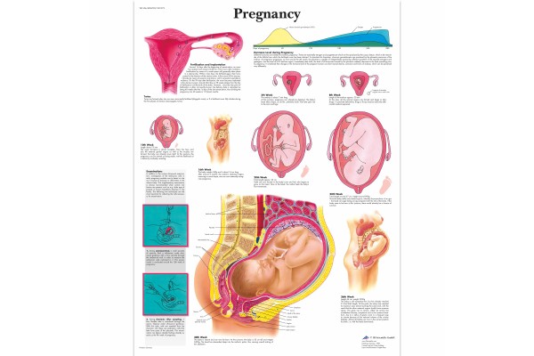 Zwangerschap & Geboorte